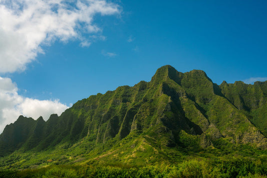 Sourdough Starters in Hawaii’s Tropical Climate