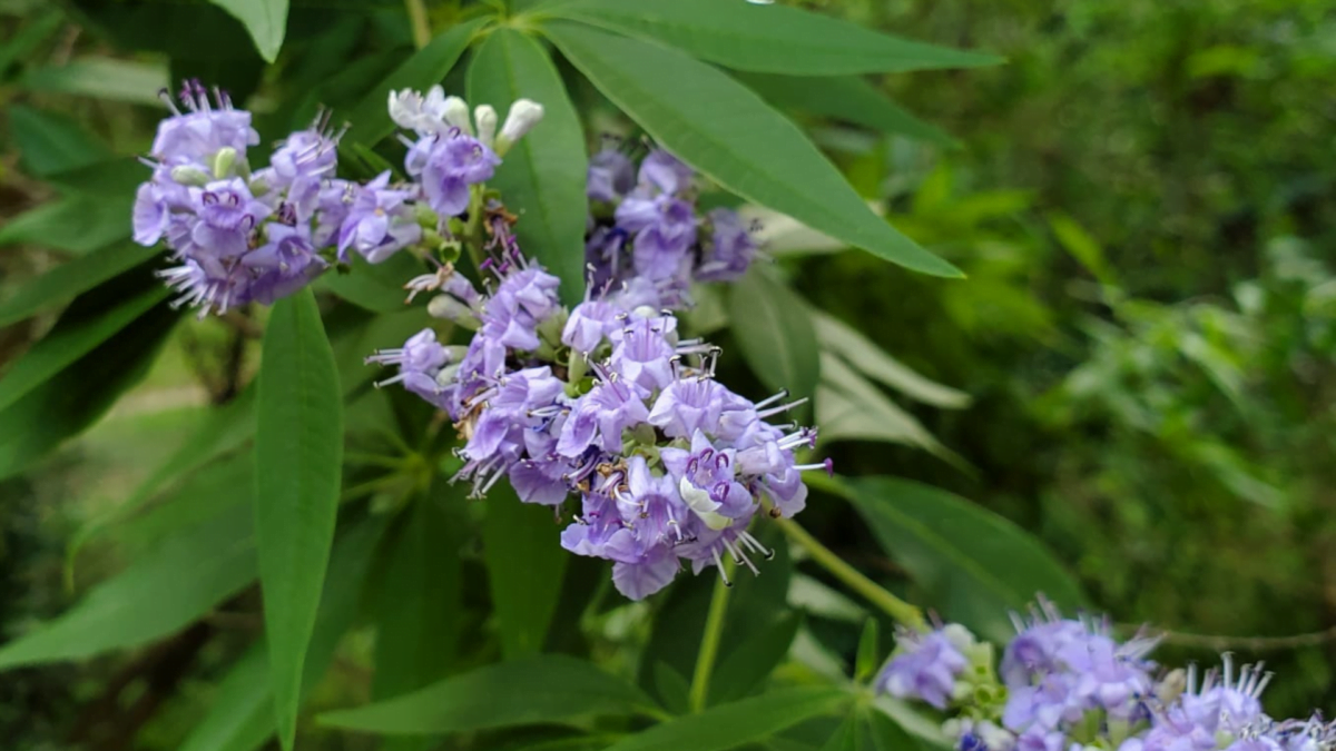 Chaste Tree Berry, Vitex, Whole, Organic